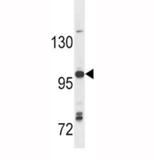 TLR7 Antibody