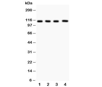 Neuropilin 1 Antibody