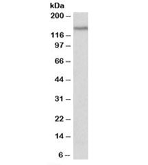 PCDH17 Antibody