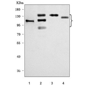 Integrin beta 1 Antibody / ITGB1 / CD29