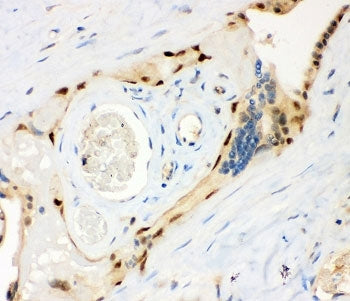 MSK1 Antibody