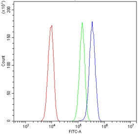 Eph Receptor B2 Antibody / EPHB2