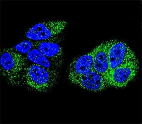 HNF4A Antibody