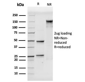 SDS-PAGE analysis of purified, BSA-free CD106 antibody (clone VCAM1/3499) as confirmation of integri