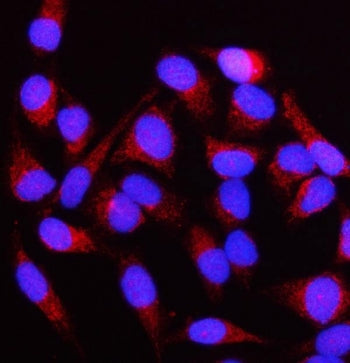 NUBPL Antibody / Nucleotide-binding protein-like