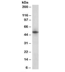 Septin 4 Antibody
