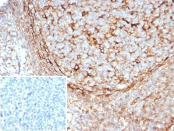 IHC staining of FFPE human tonsil tissue with Stimulator of interferon genes protein antibody (clone