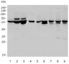 WNT8A Antibody