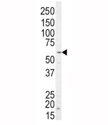 NRG1 Antibody