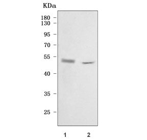 Western blot testing of mouse 1) spleen and 2) thymus tissue lysate with Cd48 antibody. Expected mol