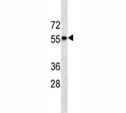 CCR7 Antibody