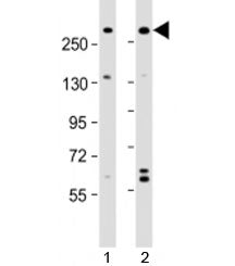 NBAS Antibody