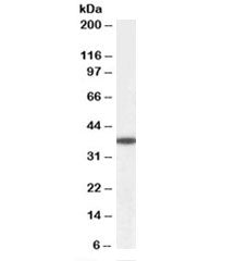 Western blot of human liver lysate with ALR antibody at 0.1ug/ml. Predicted molecular weight: ~37 kDa.
