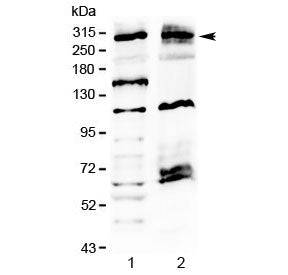 MED13 Antibody
