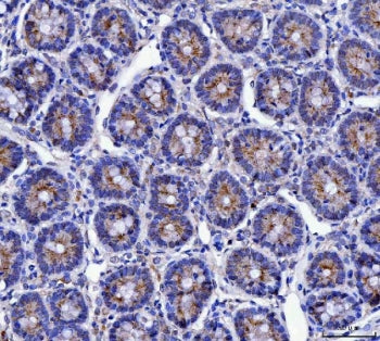 IHC staining of FFPE rat stomach tissue with MUC5AC antibody. HIER: boil tissue sections in pH8 EDTA