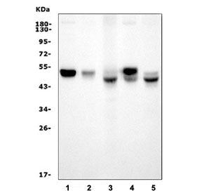 Western blot testing of 1) rat brain, 2) rat C6, 3) mouse lung, 4) mouse brain and 5) mouse NIH 3T3 