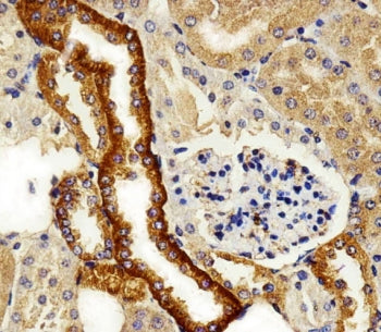 FXYD6 Antibody