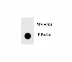 Dnmt1 Antibody (phospho-S154)