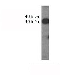 VEGFC Antibody