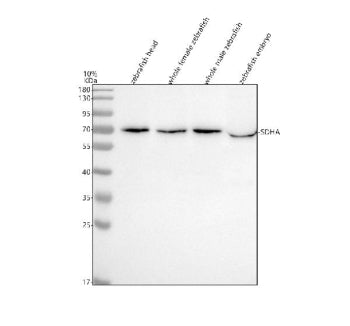 Western blot analysis of Sdha protein using Zebrafish Sdha antibody and 1) zebrafish head, 2) whole 