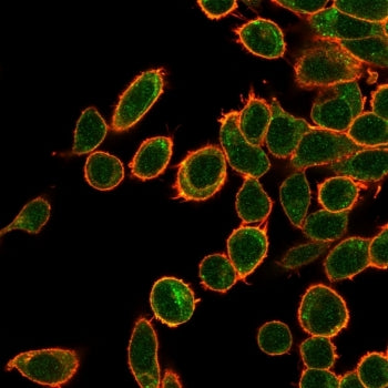 Immunofluorescent staining of PFA-fixed human HeLa cells using OVOL2 antibody (green, clone PCRP-OVO