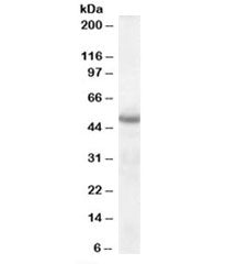 Neuroserpin Antibody