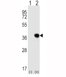 HLA-G Antibody