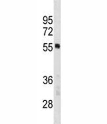 PTBP1 Antibody