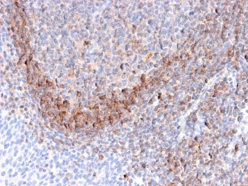 IHC staining of FFPE human tonsil tissue with CD79b antibody (clone B29/123). HIER: boil tissue sect