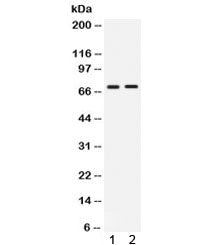 cIAP2 Antibody / BIRC3