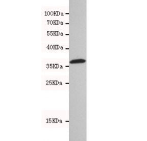 Western blot testing of human 293T cell lysate with HtrA2 antibody at 1:500. Predicted molecular wei