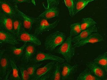 NuMA Antibody / Nuclear mitotic apparatus protein 1