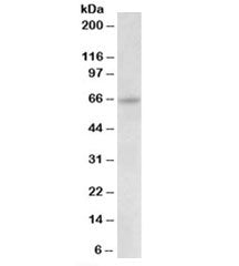 Uromodulin Antibody