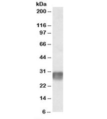LAIR1 Antibody