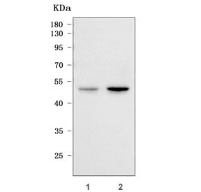 Western blot testing of human 1) SH-SY5Y and 2) 293T cell lysate with RIMKLA antibody. Predicted mol