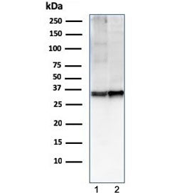 CD47 Antibody / IAP / Integrin Associated Protein