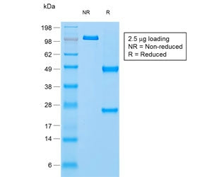 SDS-PAGE analysis of purified, BSA-free recombinant Napsin A antibody (clone NAPSA/1865R) as confirm