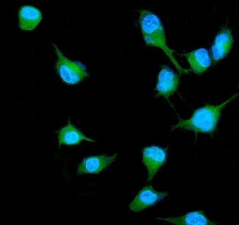 Immunofluorescent staining of FFPE human A549 cells with RALB antibody (green) and DAPI nuclear stai