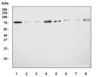 RANGAP1 Antibody