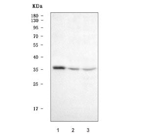 Western blot testing of human 1) SW620, 2) 293T and 3) HepG2 cell lysate with Homeobox A4 antibody. 