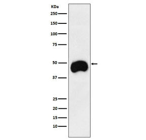 CD2 Antibody