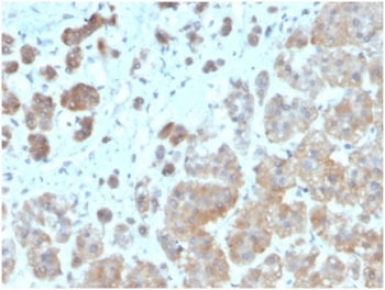 IHC staining of FFPE human adrenal gland with IL1B antibody (clone IL1B/3993). HIER: boil tissue sec