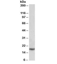 PLA2 Antibody