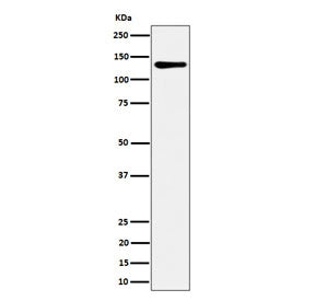 MCM2 Antibody