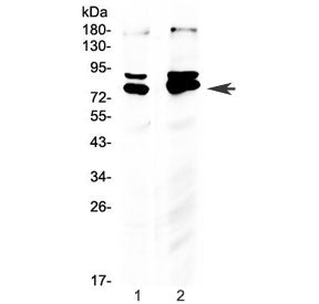 NRF1 Antibody