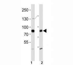 BRAF Antibody