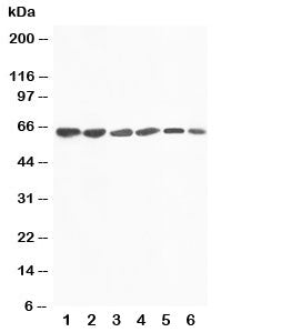 FMO4 Antibody / Flavin containing monooxygenase 4