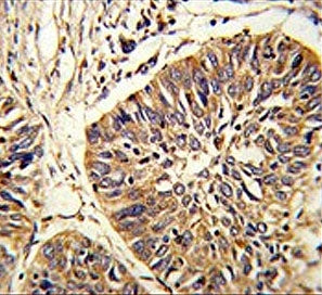 ERp57 Antibody / PDIA3