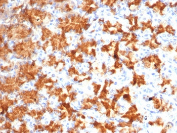 IHC staining of FFPE human stomach tissue with Interleukin-2 antibody (clone IL2/4986). HIER: boil t