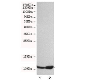 S100A4 Antibody / FSP1